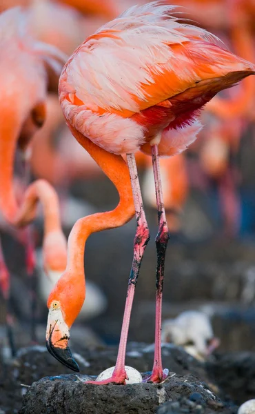 De roze Caribische Flamingo 's — Stockfoto