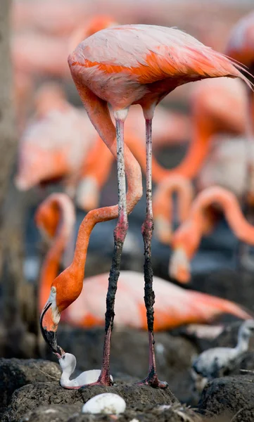 Die rosa karibischen Flamingos — Stockfoto