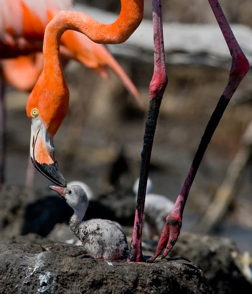 Los flamencos rosados del Caribe —  Fotos de Stock