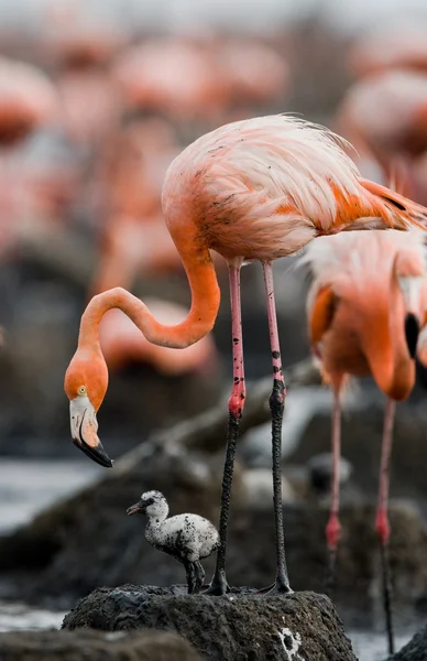 Baby bird of the with its mother. — Stock Photo, Image