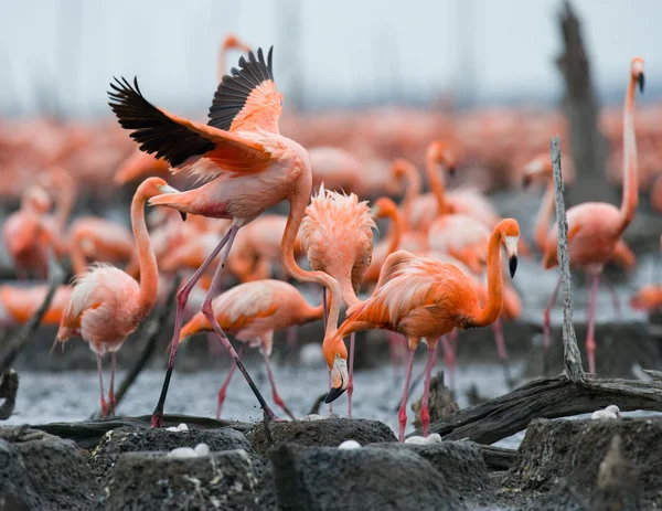 Różowe flamingi Karaiby — Zdjęcie stockowe