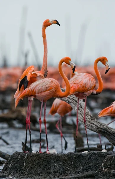 粉红色的加勒比火烈鸟 — 图库照片