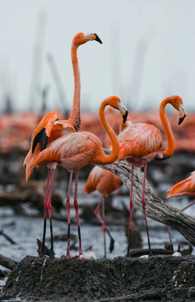 Os flamingos caribenhos rosa — Fotografia de Stock