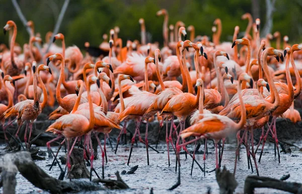 Os flamingos caribenhos rosa — Fotografia de Stock