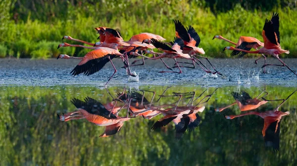 Voando de flamingos do Caribe — Fotografia de Stock