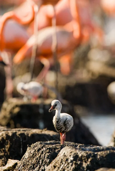 Fågelunge av karibisk flamingo. — Stockfoto