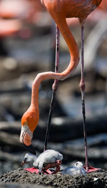 Os flamingos caribenhos rosa — Fotografia de Stock