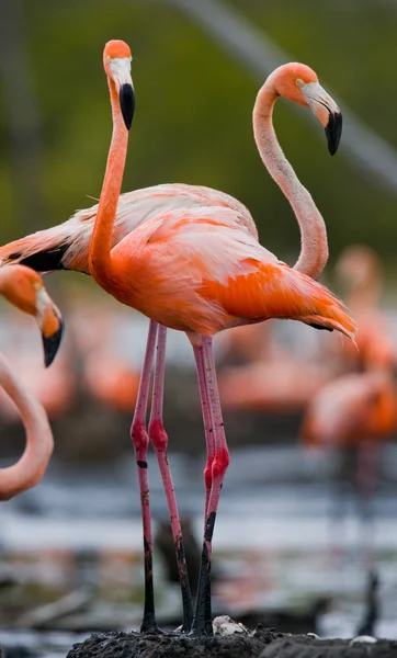 Розовые карибские фламинго — стоковое фото