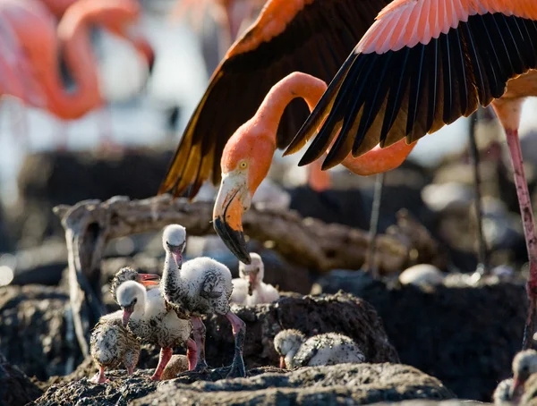 Różowe flamingi Karaiby — Zdjęcie stockowe