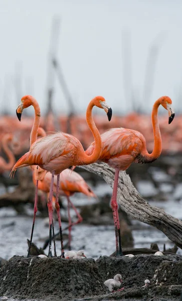 Os flamingos caribenhos rosa — Fotografia de Stock