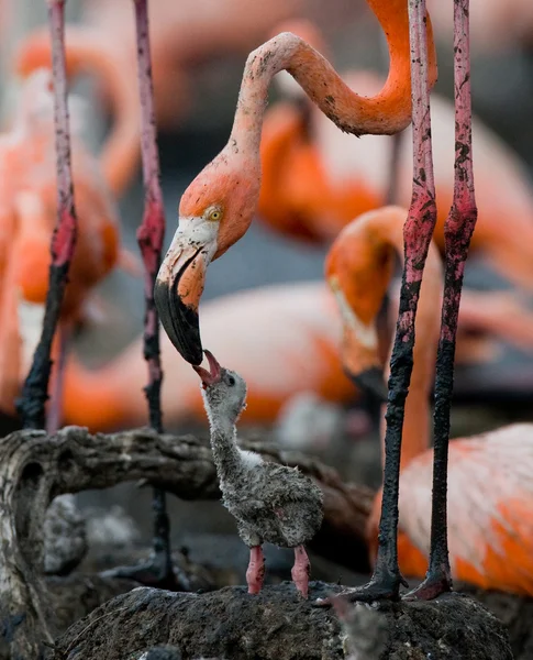 Bebé pájaro del con su madre . —  Fotos de Stock