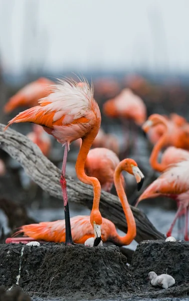 The pink Caribbean flamingos — Stock Photo, Image