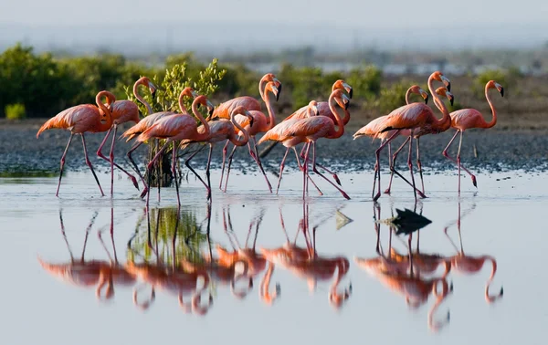 Die rosa karibischen Flamingos — Stockfoto