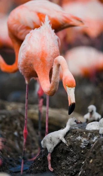 The pink Caribbean flamingos — Stock Photo, Image