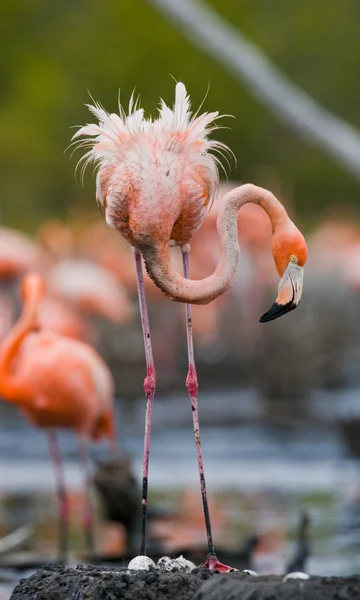 Los flamencos rosados del Caribe —  Fotos de Stock