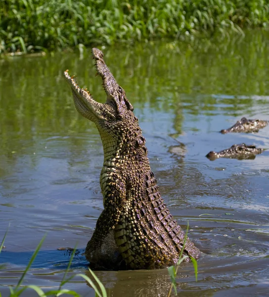 Kubanska krokodil (crocodylus rhombifer) — Stockfoto