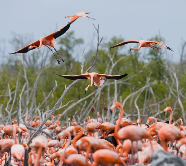 Os flamingos caribenhos rosa — Fotografia de Stock