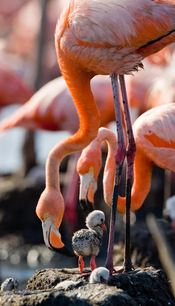 Os flamingos caribenhos rosa — Fotografia de Stock