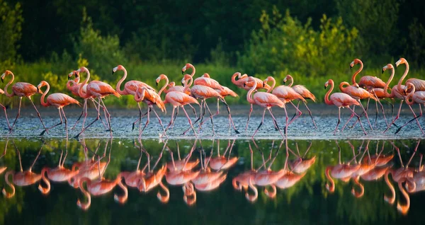 Karibi flamingók — Stock Fotó