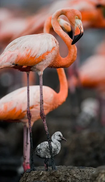Птичка со своей матерью . — стоковое фото