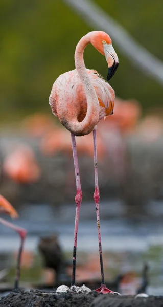 The pink Caribbean flamingo — Stock Photo, Image