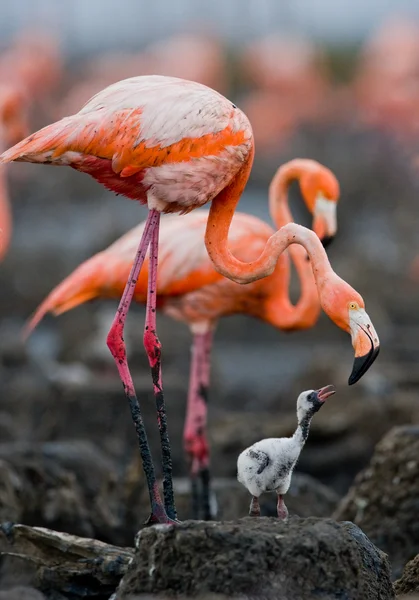 Passarinho do bebê com sua mãe . — Fotografia de Stock