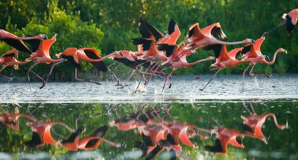 Flying Caribbean flamants roses — Photo