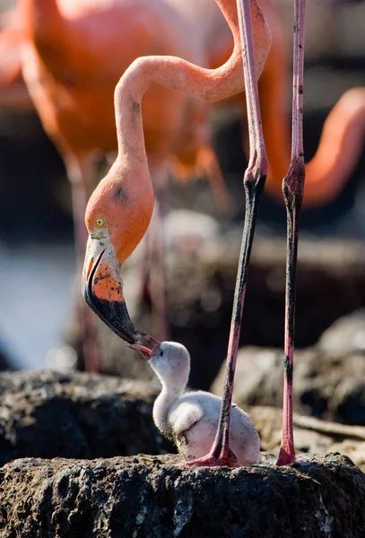Rosa karibiska flamingos — Stockfoto