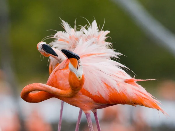 Los flamencos rosados del Caribe — Foto de Stock