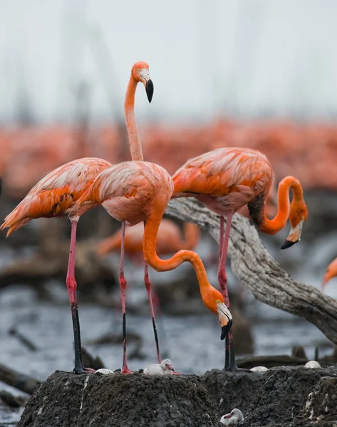 Die rosa karibischen Flamingos — Stockfoto