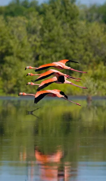 Os flamingos caribenhos rosa — Fotografia de Stock
