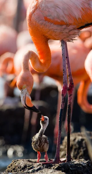 The pink Caribbean flamingos — Stock Photo, Image