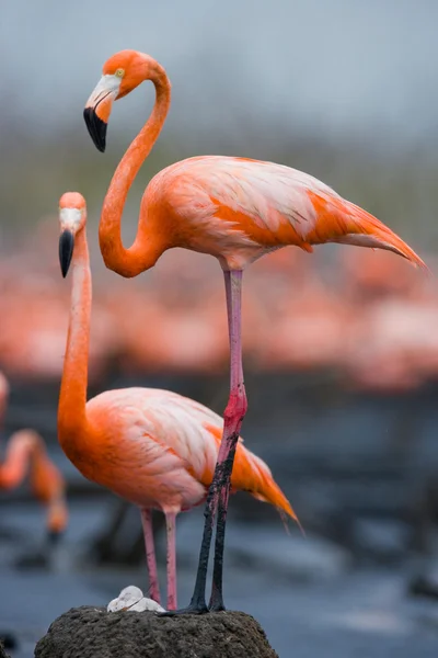 De roze Caribische Flamingo 's — Stockfoto