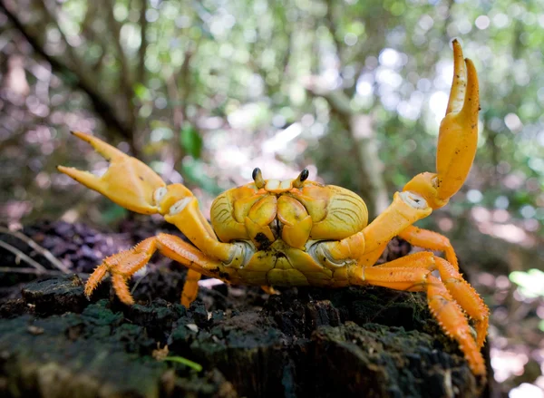 Granchio di terra giallo da vicino — Foto Stock