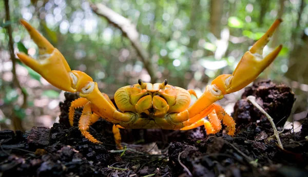 Gele land krab close-up — Stockfoto