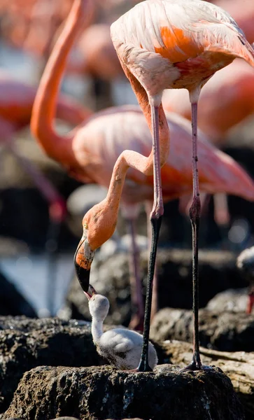 Os flamingos caribenhos rosa — Fotografia de Stock