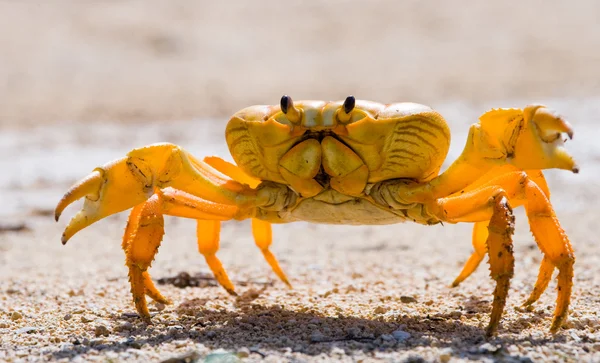 Crabe des terres jaune gros plan — Photo