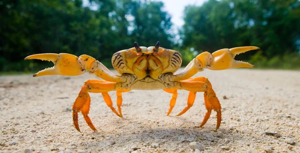 Crabe des terres jaune gros plan — Photo