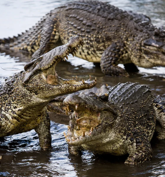 Crocodili cubanezi (crocodylus rhombifer ) — Fotografie, imagine de stoc