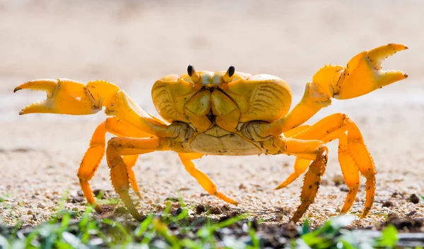 Madagascar crab Stock Photos, Royalty Free Madagascar crab Images | Depositphotos
