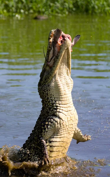 쿠바 악어 (crocodylus rhombifer) — 스톡 사진
