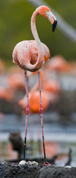 Розовый карибский фламинго — стоковое фото