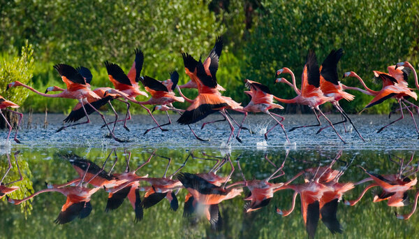 Летающие карибские фламинго
