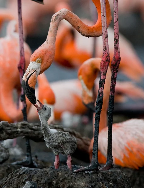 赤ちゃんの鳥、母と. — ストック写真