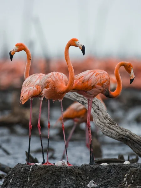 Die rosa karibischen Flamingos — Stockfoto