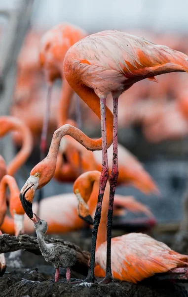 De rosa karibiske flamingoene. – stockfoto