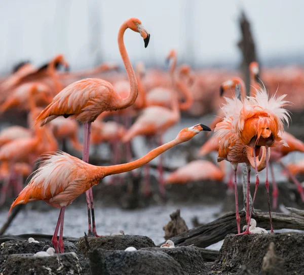 The flamingo merah muda Karibia — Stok Foto