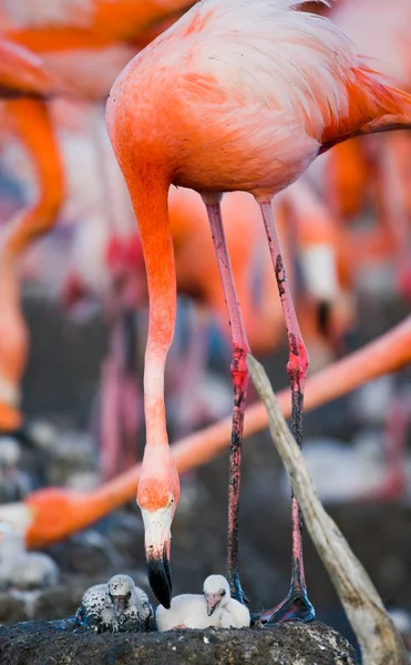 The pink Caribbean flamingos — Stock Photo, Image