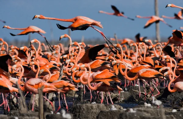 Rosa karibiska flamingos — Stockfoto