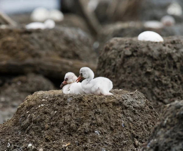 Karayip flamingolar bebek kuşlar — Stok fotoğraf